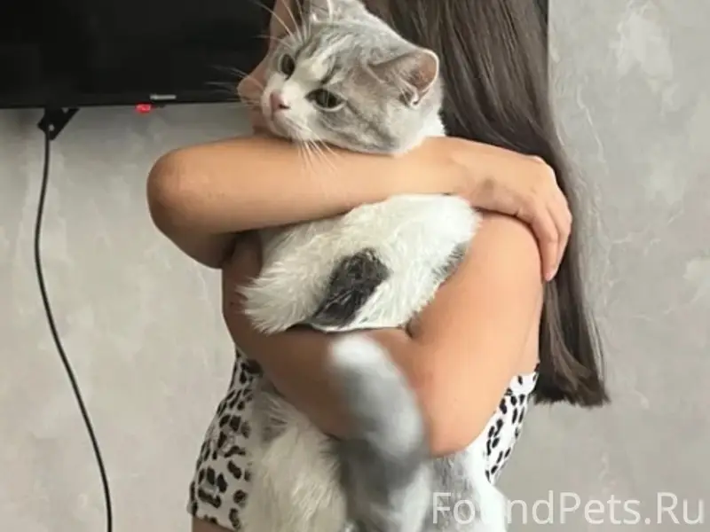 Пропал кот, Водопьянова 14