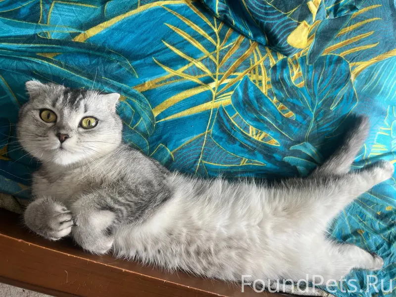 Пропала кошка Буся, Пластунский проезд