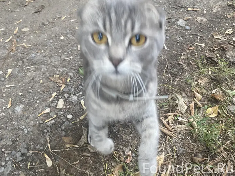 Котенок 