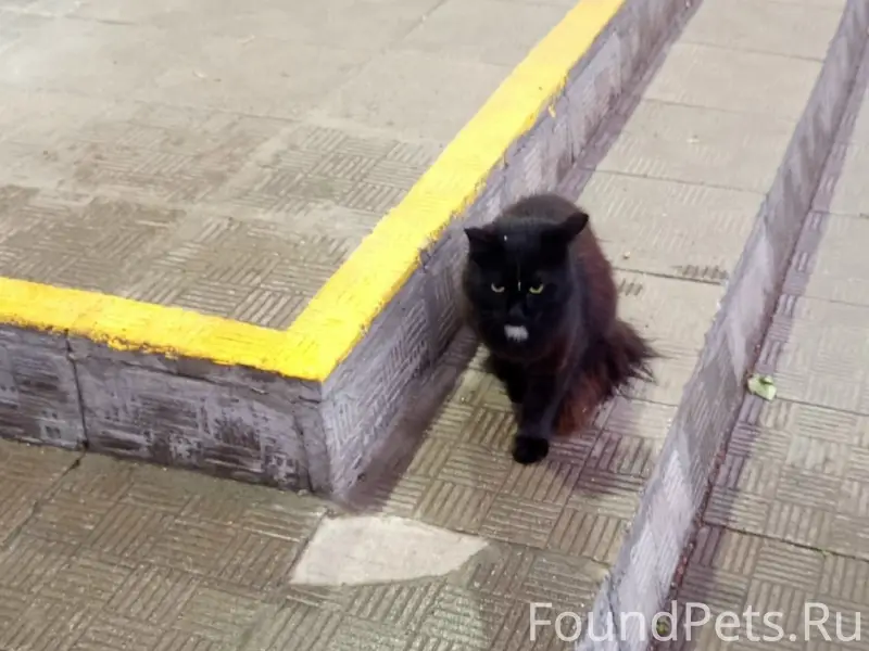 Найдена кошка, район Хим. Факультета