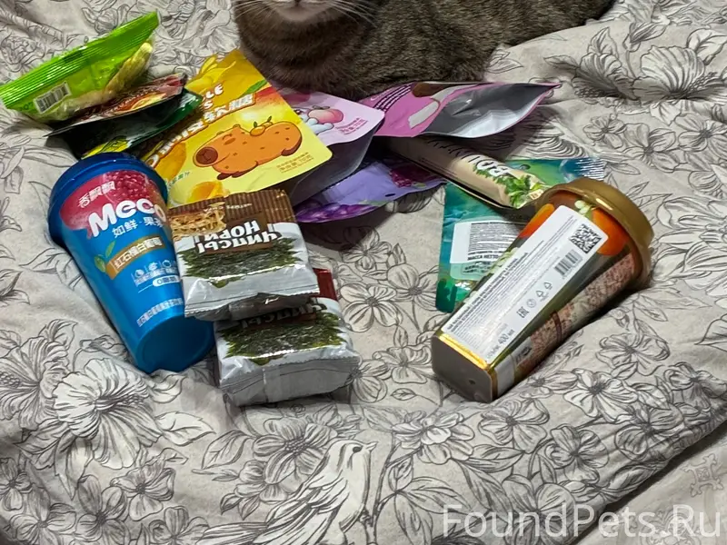 Пропала домашняя кошка Мася