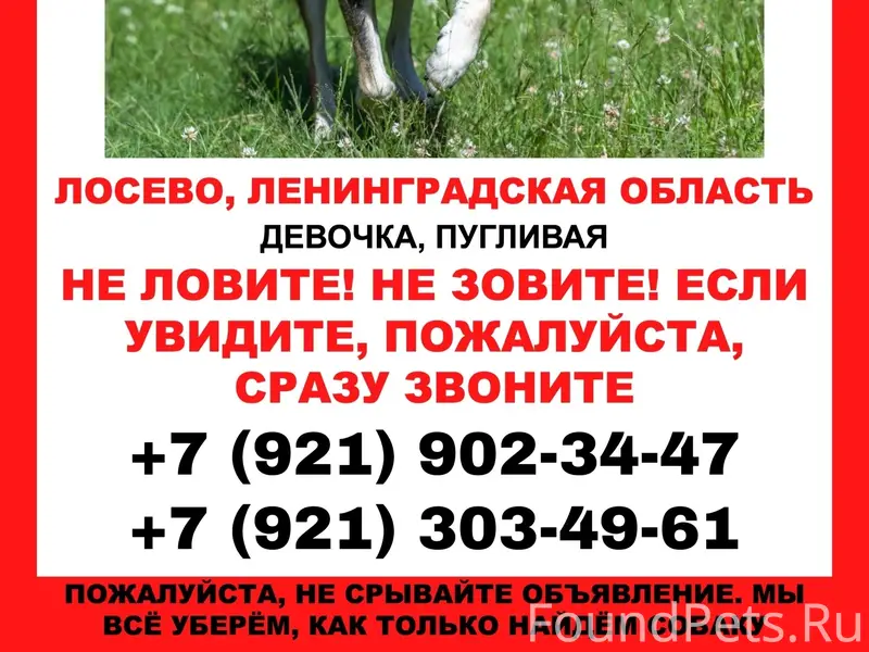 Пропала собака