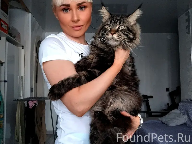 Пропал майн кун Бакс