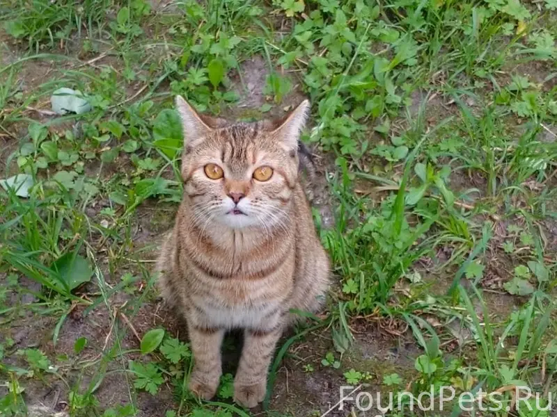 Найдена кошка, метис камышовый, Новые Дарковичи