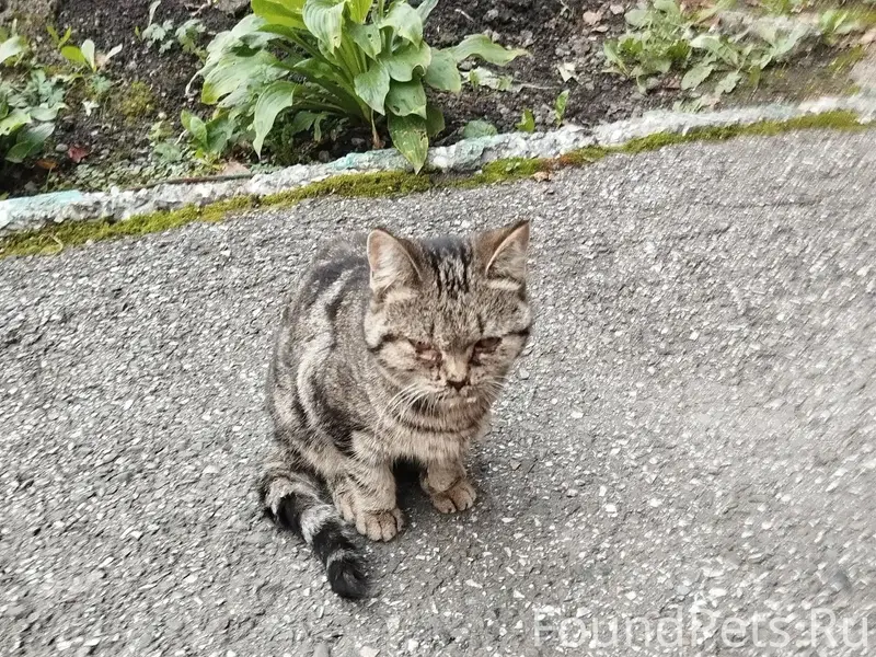 Пропала кошка, Центр