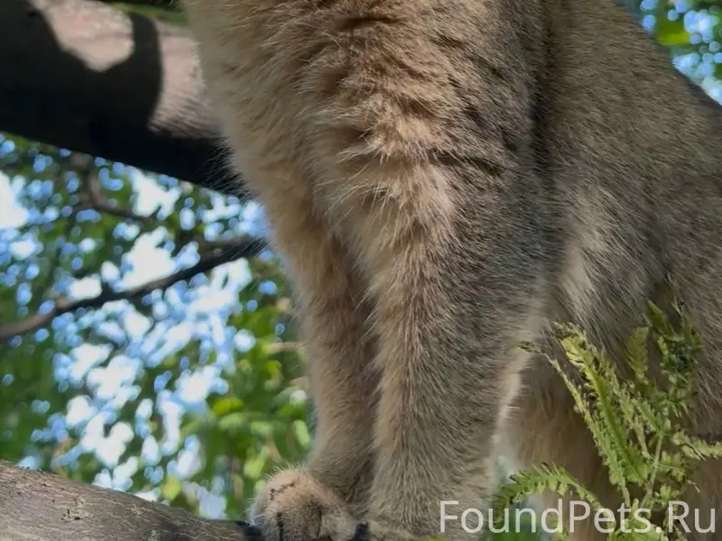 Пропал шотландец, рыжий кот, с. Сосновка