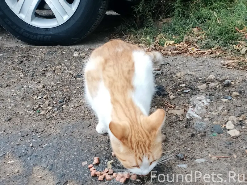 Найден котёнок, набережная Саратова
