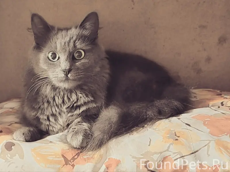 Найдена кошка, похожа на нибелунга, Воронеж Северный