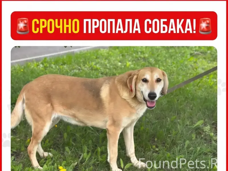 Пропала собака, спорткомплекс Мордовия