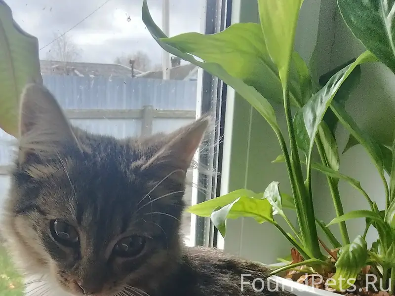 Найден котёнок, Садовая, 5