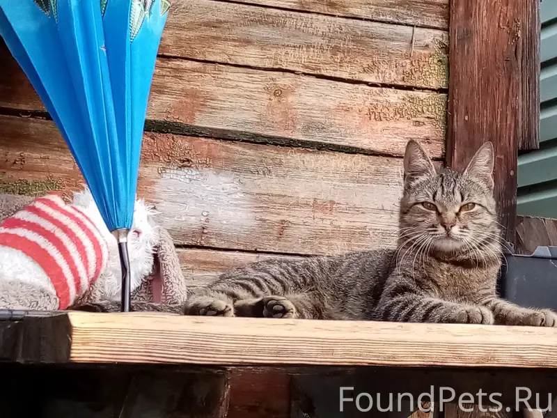 Пропала полосатая кошка Василиса, Воронеж
