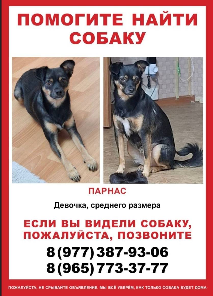 Пропала метис Муся, Парнас