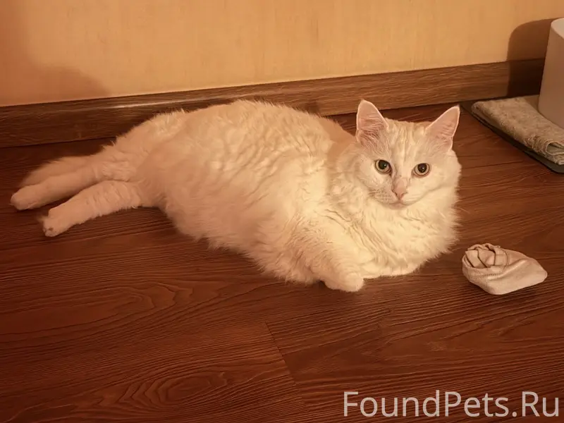 Пропала кошечка!