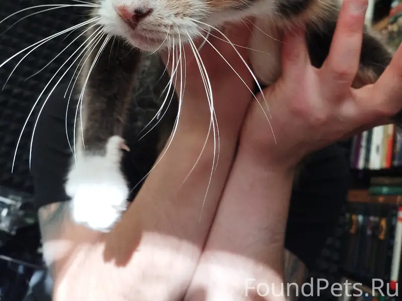 Найдена трёхцветная кошка, улица Московская