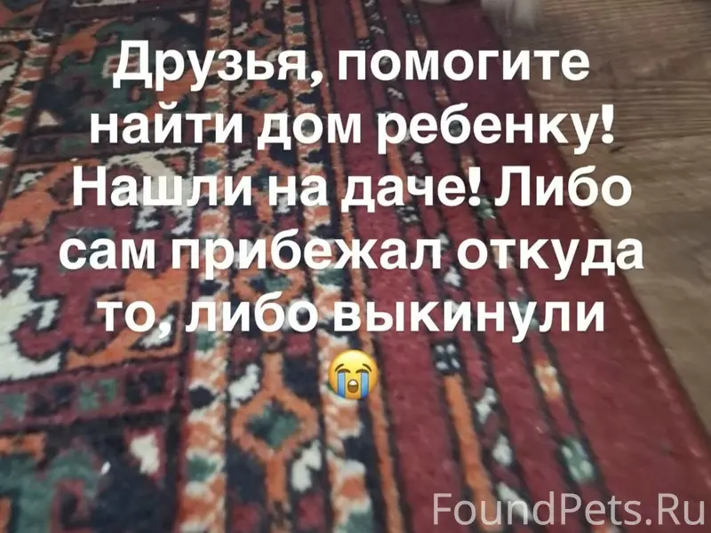 Найден щенок, дача