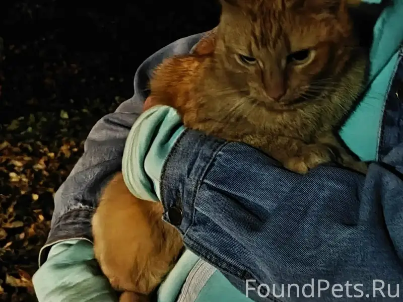 Найден рыжий котёнок, Эжва