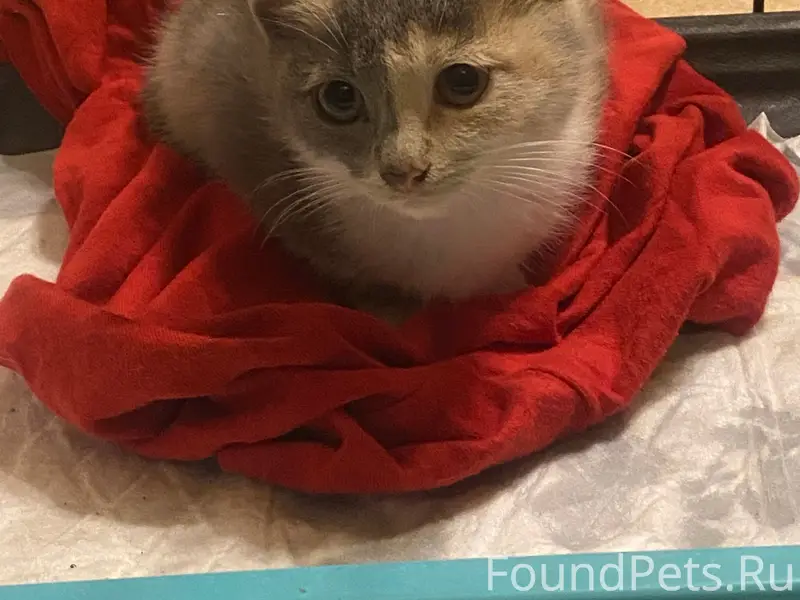 Найдена трёхцветная кошка, Курск