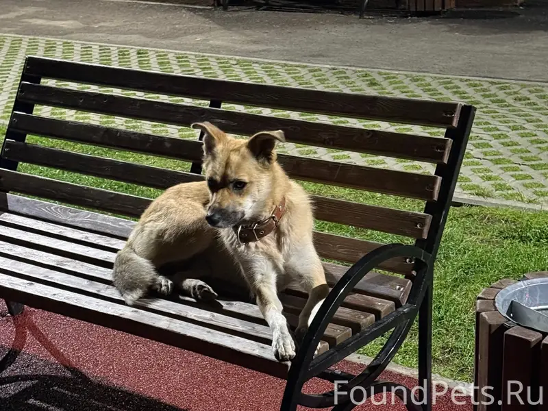 У кого щенок убежал? Кто-то...