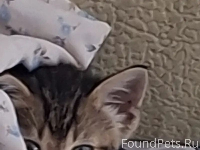 Найдены котята в деревне Березнево