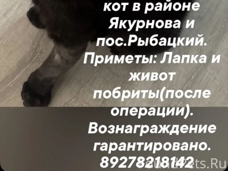 Пропал кот черный