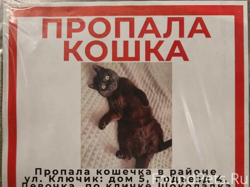 Пропала кошка, Ногинск