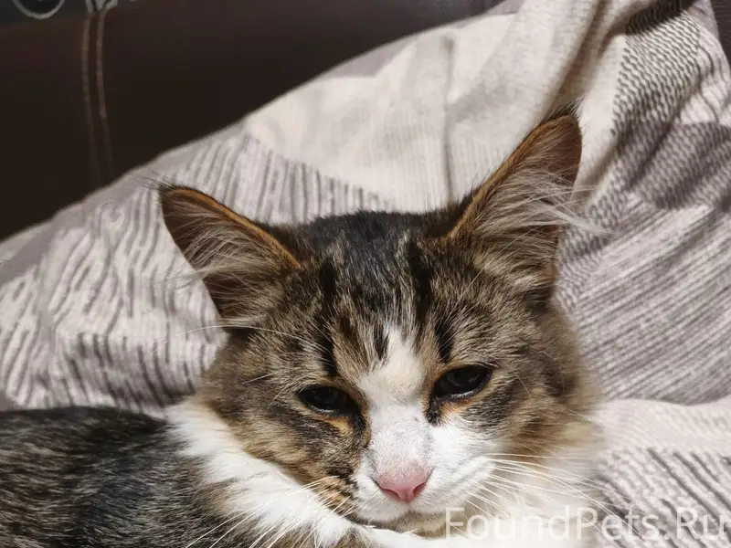 Найден котёнок, д. Костино