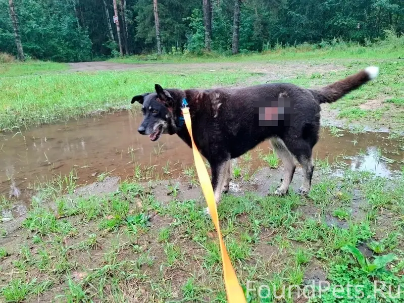 Пропала дворняжка, Хвойное/Всеволожск