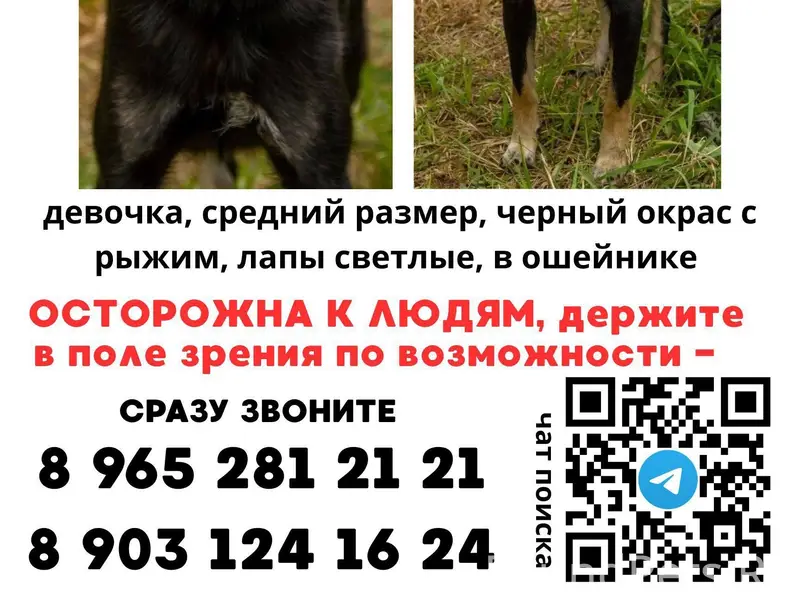 Пропала дворняжка, Москва, ул. Брусилова