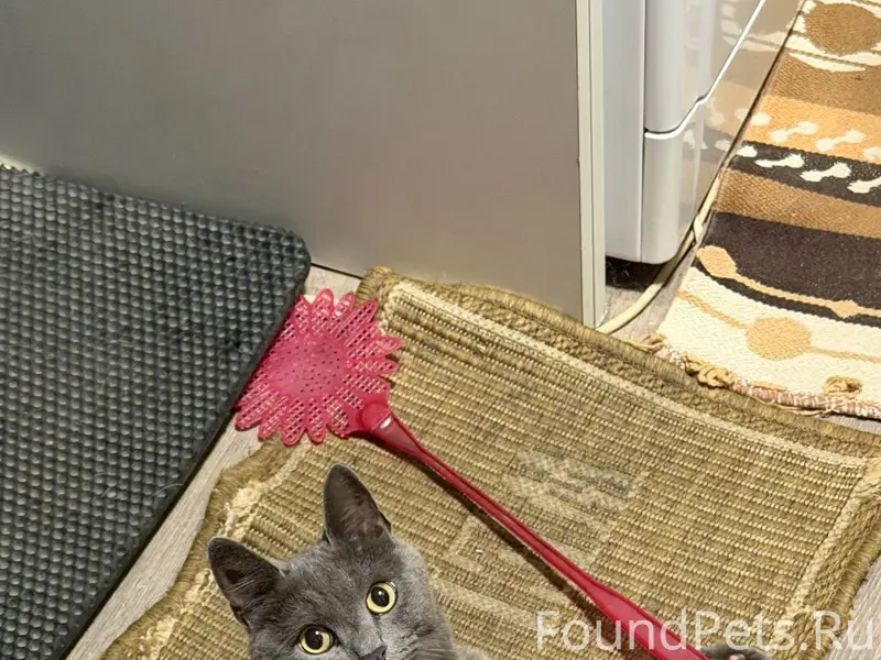 Пропал кот по кличке КИТЯ