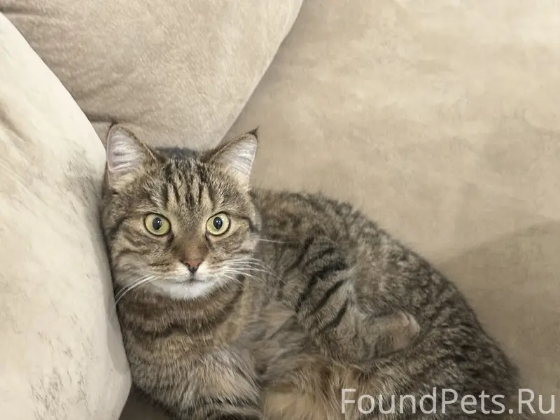 Пропал кот