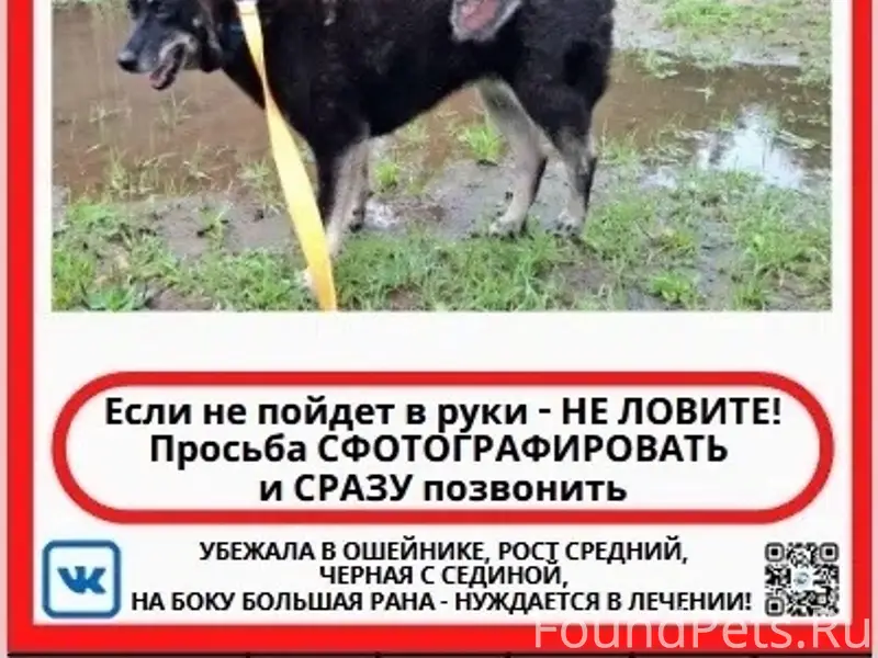 Пропала дворняжка, Хвойное/Мяглово/Разметелево