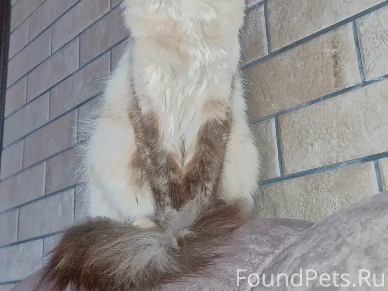 Пропала кошка, район аэродрома