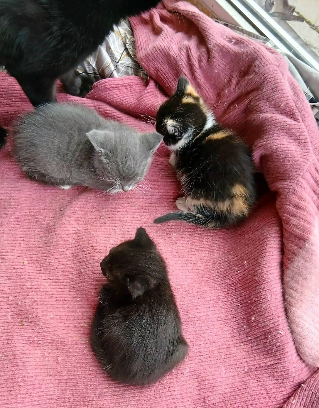 Найдена кошка и котята, Кирилловское Сельце