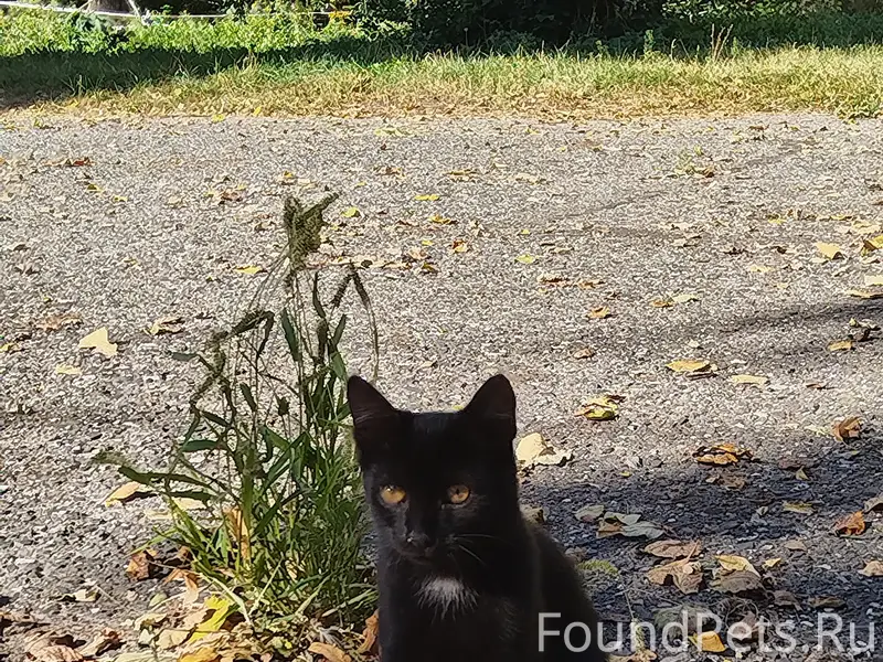 Найден котёнок, мальчик, ласковый и игривый