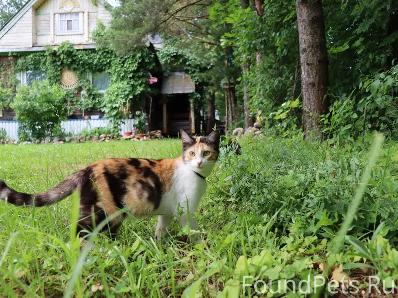 Пропала кошка Чиню, Грязовец