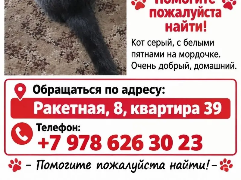 Пропал котик, серый с белыми пятнами, Балаклава