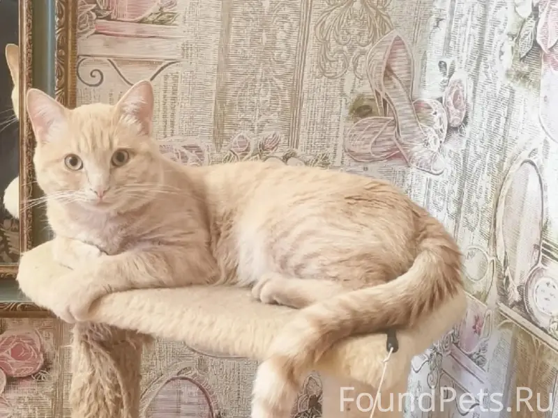 Найден кот, Ангарский район