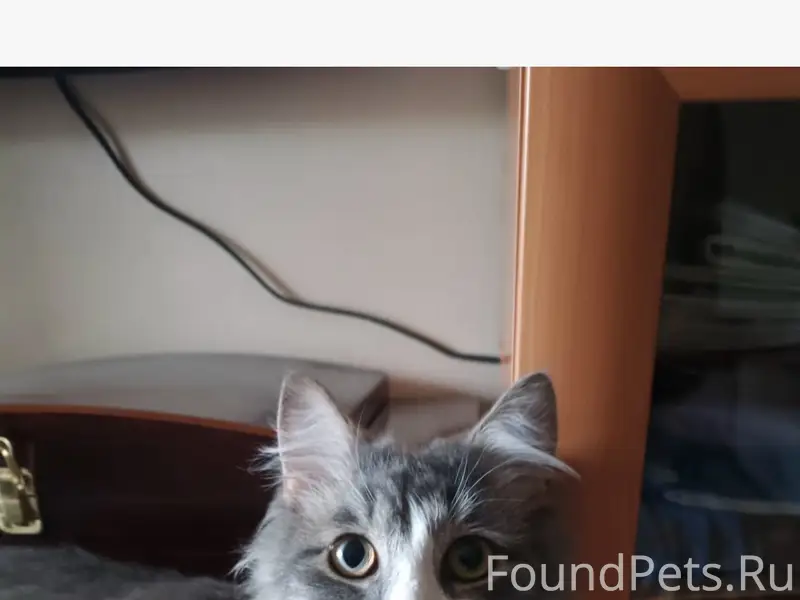 Пропал кот Кузя, около 7 дома
