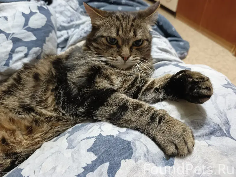 Пропал кот Томас, дачный кооператив 'Койдо'