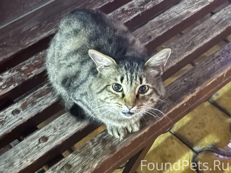 На санаторной прибился кот/кошка , видно что домашний