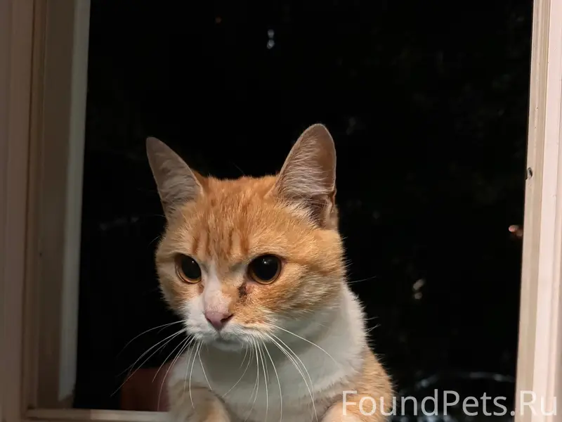 Найден кот, Засосна, Орджоникидзе 2
