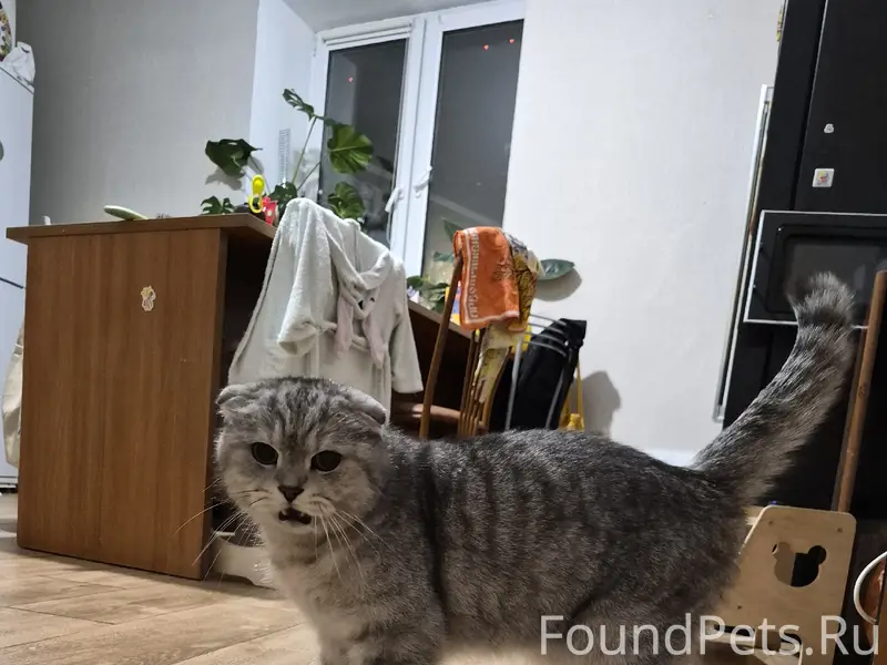 Найдена кошка, Королёв