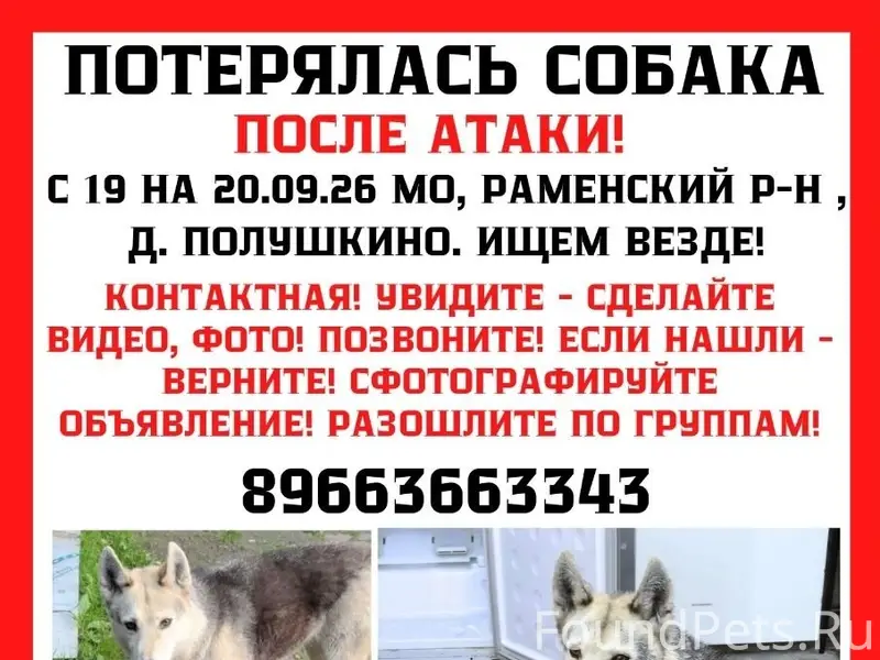 Пропала метис лайки/овчарки/хаски Майя, Раменский район