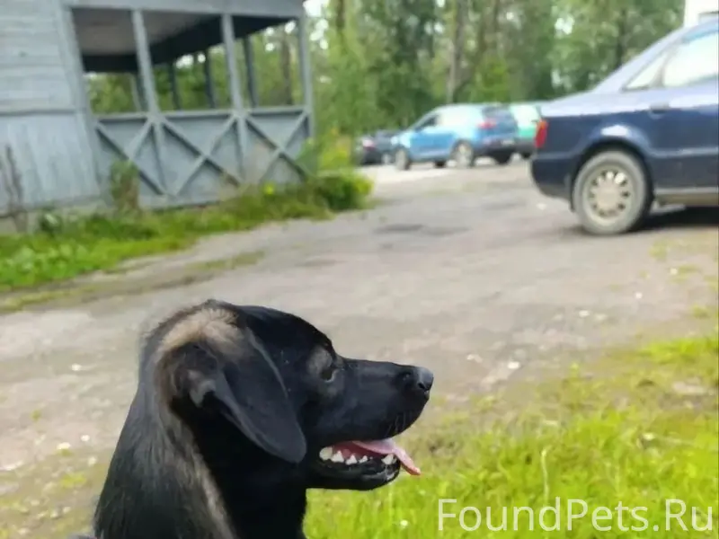 Пропала собака