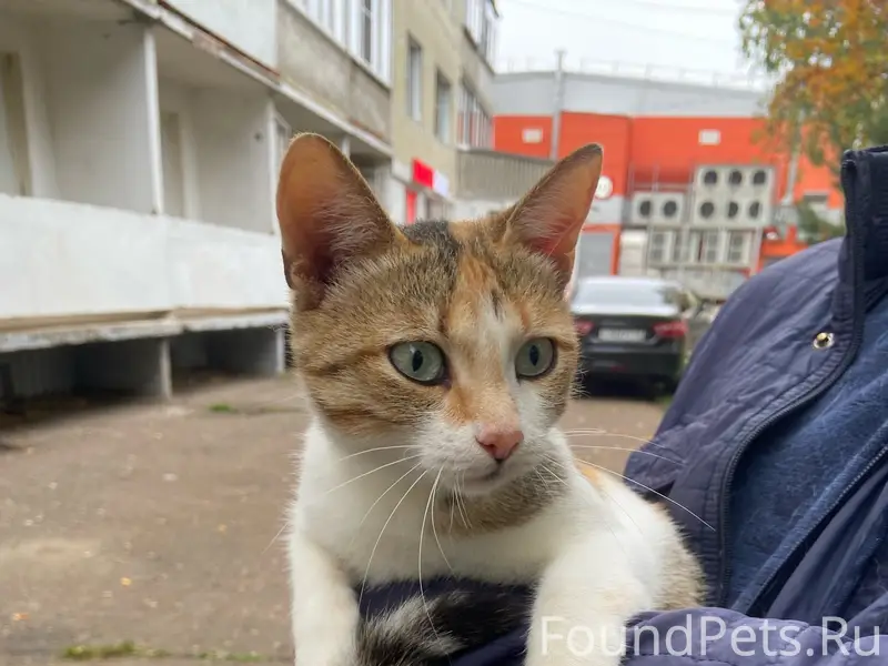 Найдена кошка, район Свет
