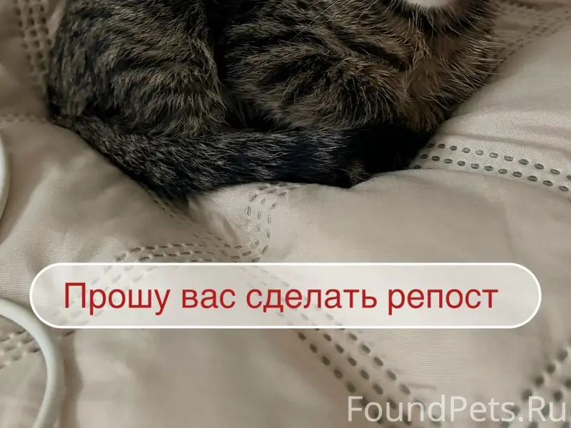 Найден котёнок, Падун