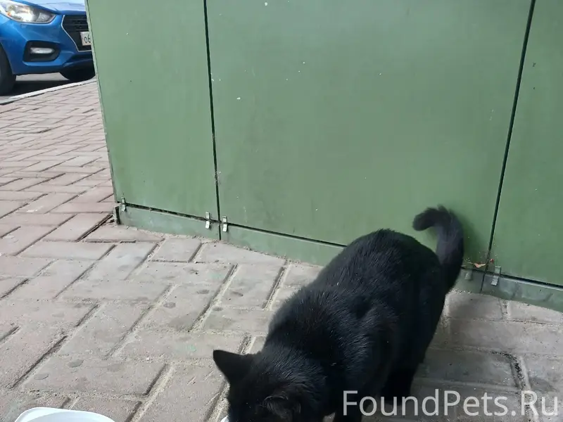 Пропал кот, возможно домашний, возле тц Сафари