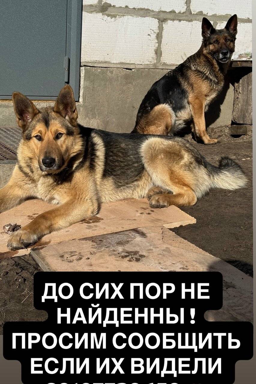 Пропали собаки Кира и Миша, Ковров
