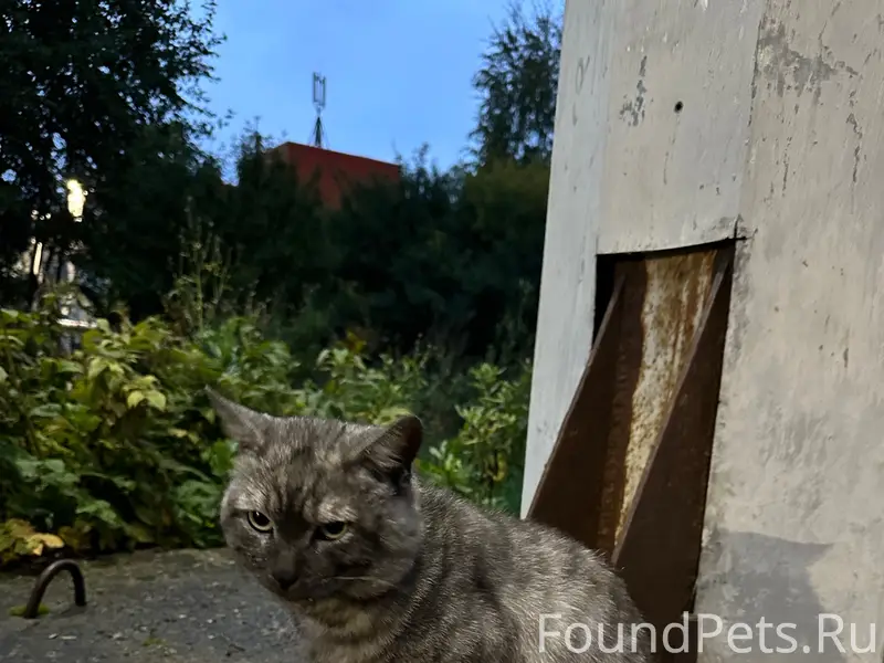 Найден кот, [место] рядом с автомеханическим техникумом