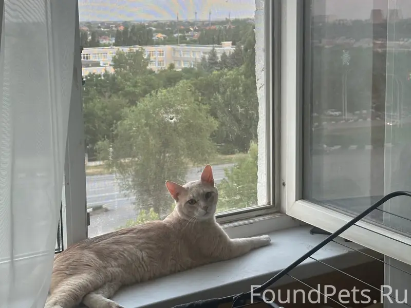 Пропал кот Тима, район путипровода
